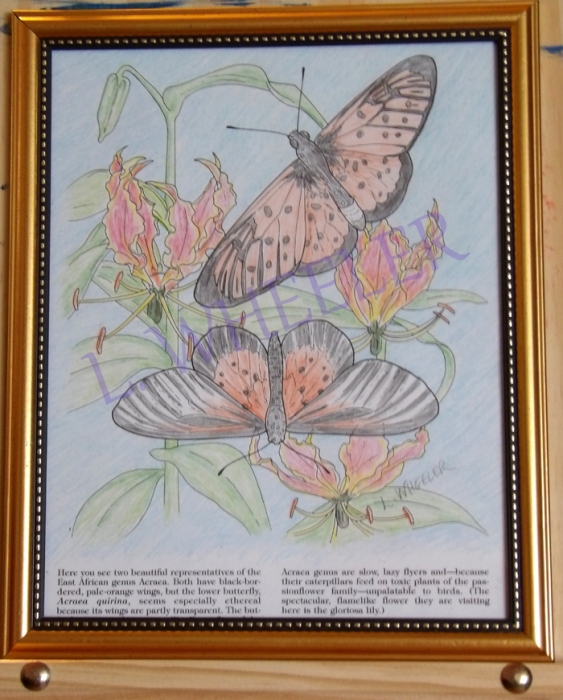 Butterfly Pastel Colored Pencil Painting by Laura Wheeler