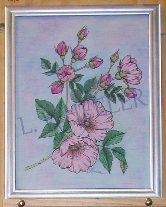 Pink Wild Rose Colored Pencil Painting by Laura Wheeler