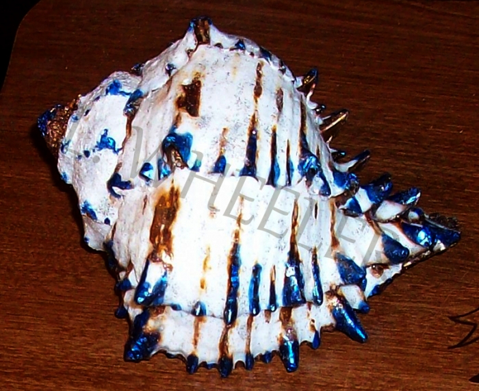 The Shelling Has Begun Painted Seashell by Laura Wheeler