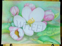 Colored Pencil Batched Soft Florals 8X10 SAMPLE Painting by Laura Wheeler